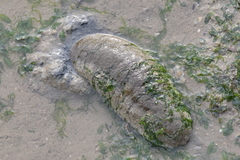Holothuria scabra