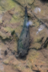 Oxyeleotris marmorata