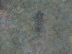 Cherax quadricarinatus