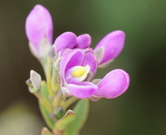 Comesperma retusum