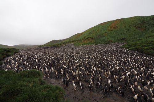 Royal Penguin (Eudyptes schlegeli), photo 7
