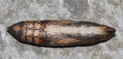 Theretra alecto