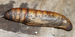 Theretra alecto