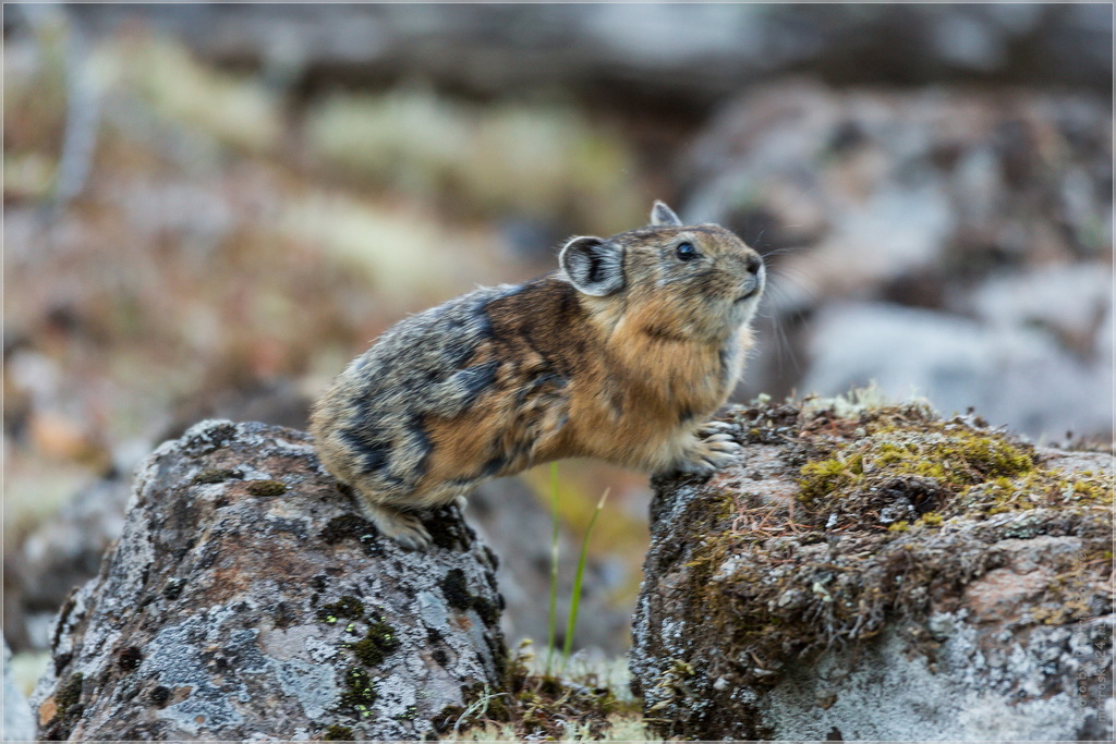 Turuchan Pika