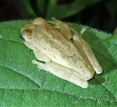 Veragua Cross-Banded Treefrog photo 3