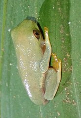 Agalychnis callidryas image