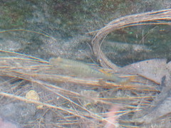 Poecilia maylandi