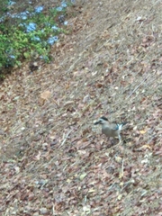 Garrulus glandarius atricapillus