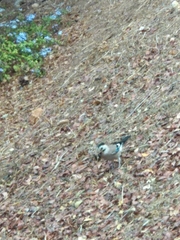Garrulus glandarius atricapillus