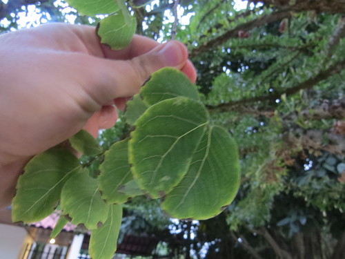Lysiloma tergeminum, photograph 4