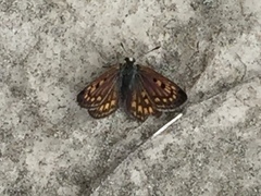 Lycaena boldenarum
