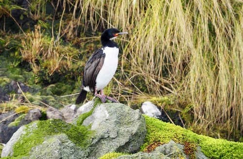Campbell Shag (Leucocarbo campbelli), photo 6