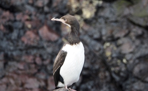 Campbell Shag (Leucocarbo campbelli), photo 7