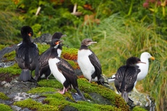 Leucocarbo campbelli