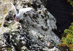 Sterna vittata bethunei