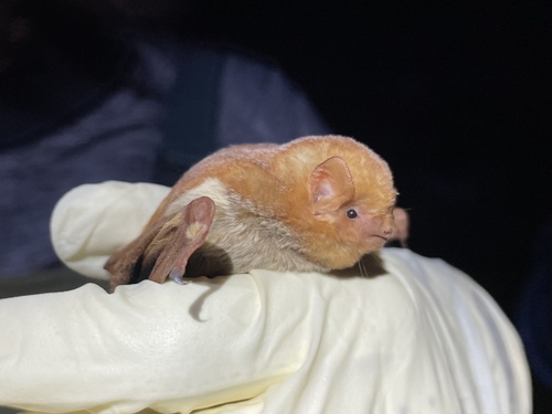 Desert Red Bat