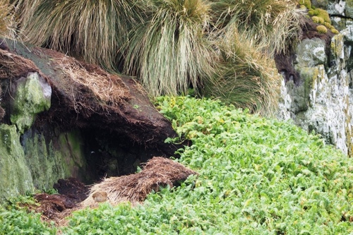 Subantarctic Snipe (Coenocorypha aucklandica), photo 8