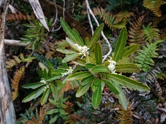 Cenarrhenes nitida