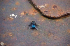 Calliphora quadrimaculata