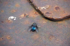 Calliphora quadrimaculata