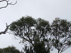 Eucalyptus nitida