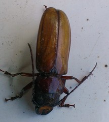 Archetypus fulvipennis