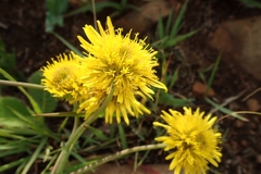 Berkheya setifera