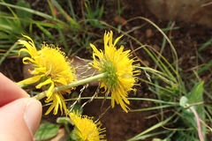 Berkheya setifera