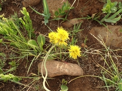 Berkheya setifera