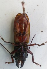 Archetypus fulvipennis