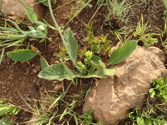 Berkheya setifera