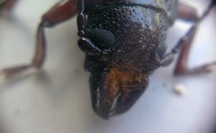 Archetypus fulvipennis
