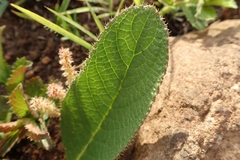 Berkheya setifera