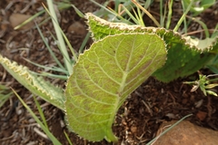 Berkheya setifera