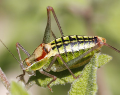 Poecilimon thessalicus