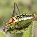 Thessalian Bright Bush-Cricket - Photo (c) gentoo, some rights reserved (CC BY-NC)