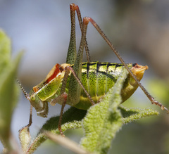 Poecilimon thessalicus