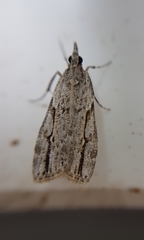 Eudonia bisinualis