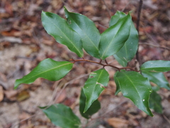 Elaeagnus glabra