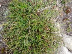 Schoenus lepidosperma