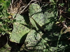 Ledebouria ovatifolia ovatifolia