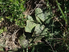 Ledebouria ovatifolia ovatifolia