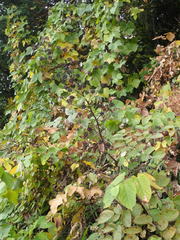 Aralia cordata