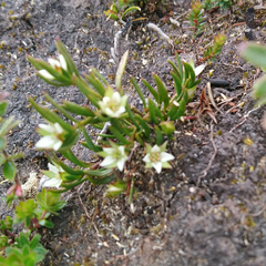 Boronia parviflora