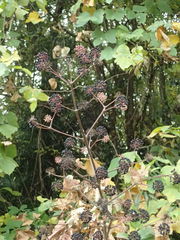 Aralia cordata