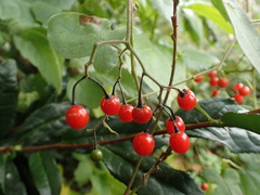 Solanum lyratum