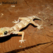 Microgecko persicus bakhtiari - Photo (c) hossein_nabizadeh, μερικά δικαιώματα διατηρούνται (CC BY-NC)