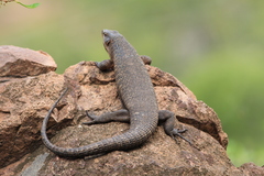 Matobosaurus validus