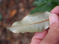 Elaeagnus glabra