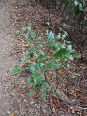 Elaeagnus glabra